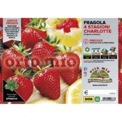 Fragola Rifiorente &8220Charlotte&8221 - Plateaux Da 6
