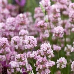 Lavandula Angustifolia "Rosea"