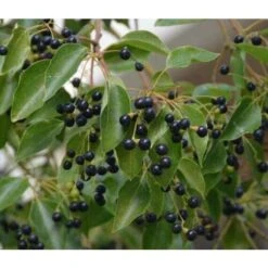 Canfora "Cinnamomum Camphora" Pianta In Vaso H. 160/180 Cm -Vendite VIDAXL 23775719 3