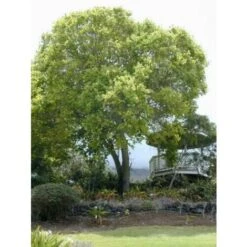 Canfora "Cinnamomum Camphora" Pianta In Vaso H. 160/180 Cm -Vendite VIDAXL 23775719 4