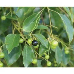 Canfora "Cinnamomum Camphora" Pianta In Vaso H. 160/180 Cm -Vendite VIDAXL 23775719 5