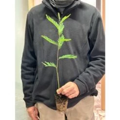 Mimosa "Acacia Dealbata" Pianta In Vaso Biodegradabile Ca. H. 50 Cm -Vendite VIDAXL 23813829 4