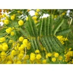 Mimosa "Acacia Dealbata" Pianta In Vaso Biodegradabile Ca. H. 50 Cm -Vendite VIDAXL 23813829 5