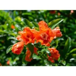 Melograno Da Frutto "Punica Granatum Wonderful" Pianta In Vaso H. 150 Cm -Vendite VIDAXL 23854455 3