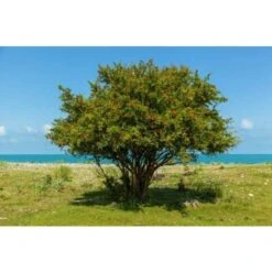 Melograno Da Frutto "Punica Granatum Wonderful" Pianta In Vaso H. 150 Cm -Vendite VIDAXL 23854455 4