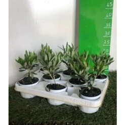 Pianta Olivo Bonsai Vaso In Plastica 9 Cm Bomboniere Matrimonio Wedding