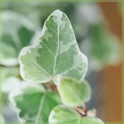 Edera Variegata "Hedera Helix White Wonder" Pianta In Vaso H. 60/80 Cm Con Canna -Vendite VIDAXL 24096874 3