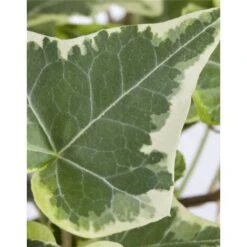 Edera Variegata "Hedera Helix White Wonder" Pianta In Vaso H. 60/80 Cm Con Canna -Vendite VIDAXL 24096874 5