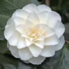 Camelia Bianca "Camellia Japonica Purity" Pianta In Vaso 17 Cm