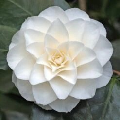 Camelia Bianca "Camellia Japonica Purity" Pianta In Vaso 17 Cm