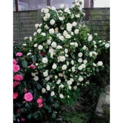 Camelia Bianca "Camellia Japonica Purity" Pianta In Vaso 17 Cm -Vendite VIDAXL 24123988 4
