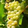 Uva Da Tavola Bianca "Francese"