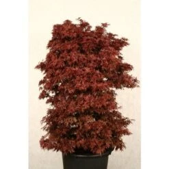 Acero Rosso Giapponese "Acer Palmatum Shaina" Pianta In Vaso 20 Cm -Vendite VIDAXL 24201955 3