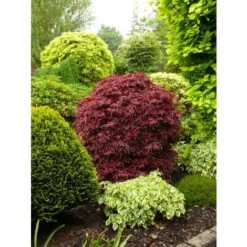 Acero Rosso Giapponese "Acer Palmatum Shaina" Pianta In Vaso 20 Cm -Vendite VIDAXL 24201955 4