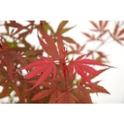 Acero Rosso Giapponese "Acer Palmatum Shaina" Pianta In Vaso 20 Cm -Vendite VIDAXL 24201955 5