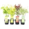 Acero Palmato Giapponese "Acer Palmatum" Mix 4 Piante Diverse In Vaso 11 Cm