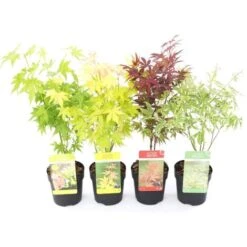 Acero Palmato Giapponese "Acer Palmatum" Mix 4 Piante Diverse In Vaso 11 Cm -Vendite VIDAXL 24449737 3