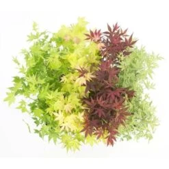 Acero Palmato Giapponese "Acer Palmatum" Mix 4 Piante Diverse In Vaso 11 Cm -Vendite VIDAXL 24449737 4
