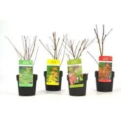 Acero Palmato Giapponese "Acer Palmatum" Mix 4 Piante Diverse In Vaso 11 Cm -Vendite VIDAXL 24449737 5