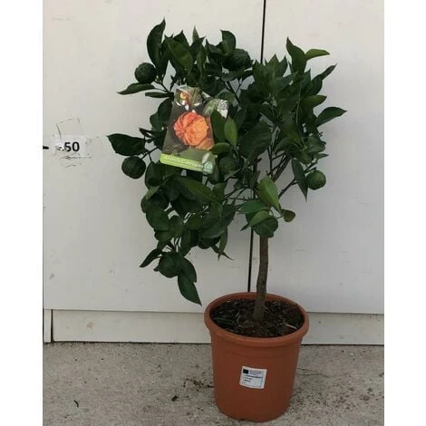 PIANTA DI ARANCIO CORRUGATO V.17 ALTEZZA 50/60 CM (foto Reale) 1 PIANTA DI ARANCIO CORRUGATO V.17 ALTEZZA 50/60 CM (foto Reale)