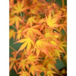 Acero Rosso Giapponese "Acer Palmatum Katsura" Pianta In Vaso 11 Cm -Vendite VIDAXL 24692721 3