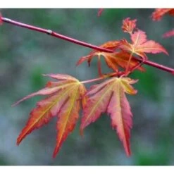 Acero Rosso Giapponese "Acer Palmatum Katsura" Pianta In Vaso 11 Cm -Vendite VIDAXL 24692721 4