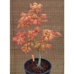 Acero Rosso Giapponese "Acer Palmatum Katsura" Pianta In Vaso 11 Cm -Vendite VIDAXL 24692721 5