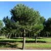 Pino Da Pinoli Domestico "Pinus Pinea" Pianta In Vaso Da 2 Litri H. 60/80 Cm