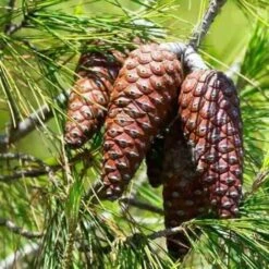 Pino Da Pinoli Domestico "Pinus Pinea" Pianta In Vaso Da 2 Litri H. 60/80 Cm -Vendite VIDAXL 25963782 4