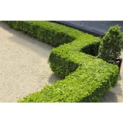 Pianta Di Bosso "Buxus Sempervirens" In Vaso Biodegradabile Biodegradabile -Vendite VIDAXL 26225606 4