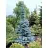 Abete Blu Argentato "Picea Pungens Kosteriana Hoopsii" In Mastello H. 100/120 Cm