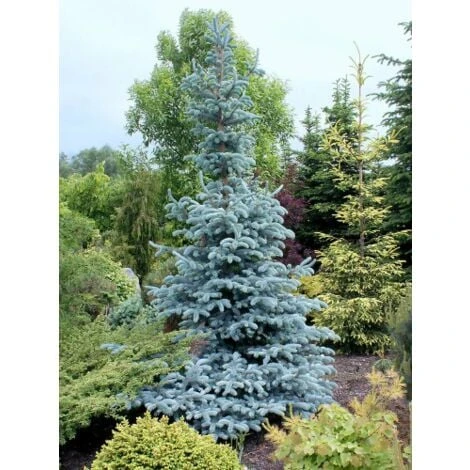 Abete Blu Argentato "Picea Pungens Kosteriana Hoopsii" In Mastello H. 100/120 Cm 1 Abete Blu Argentato "Picea Pungens Kosteriana Hoopsii" In Mastello H. 100/120 Cm