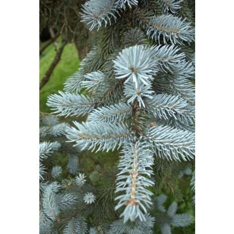 Abete Blu Argentato "Picea Pungens Kosteriana Hoopsii" In Mastello H. 100/120 Cm 2 Abete Blu Argentato "Picea Pungens Kosteriana Hoopsii" In Mastello H. 100/120 Cm - immagine 2