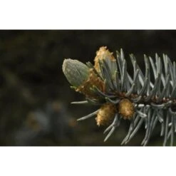 Abete Blu Argentato "Picea Pungens Kosteriana Hoopsii" In Mastello H. 100/120 Cm 7 Abete Blu Argentato "Picea Pungens Kosteriana Hoopsii" In Mastello H. 100/120 Cm -Vendite VIDAXL 26225609 3