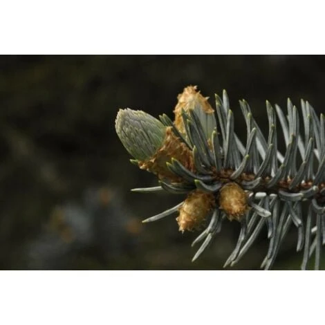 Abete Blu Argentato "Picea Pungens Kosteriana Hoopsii" In Mastello H. 100/120 Cm 3 Abete Blu Argentato "Picea Pungens Kosteriana Hoopsii" In Mastello H. 100/120 Cm - immagine 3