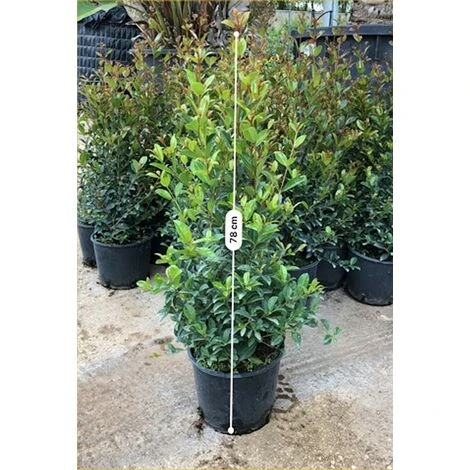 Pianta Eugenia Newport In Vario Formato - Piante Da Siepe 18 1 Pianta Eugenia Newport In Vario Formato - Piante Da Siepe 18