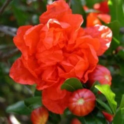 Melograno Da Frutto "Punica Granatum Wonderful" Pianta In Vaso H. 50/70 Cm -Vendite VIDAXL 26589437 3