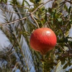 Melograno Da Frutto "Punica Granatum Wonderful" Pianta In Vaso H. 50/70 Cm -Vendite VIDAXL 26589437 5