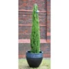 Cipresso Toscano "Cupressus Sempervirens Totem" Pianta In Vaso Biodegradabile H. 40/50 Cm