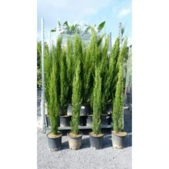 Cipresso Toscano "Cupressus Sempervirens Totem" Pianta In Vaso Biodegradabile H. 40/50 Cm -Vendite VIDAXL 27161358 3
