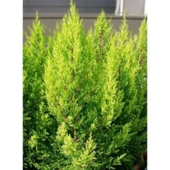 Cipresso "Cupressus Macrocarpa Goldcrest Wilma" Pianta In Vaso 14 Cm H. 40/60 Cm -Vendite VIDAXL 27285772 4