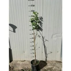 Pianta Di Laburnum Anagyroides Maggiociondolo H 150cm -Vendite VIDAXL 27363135 3