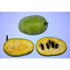 PIANTA DI ASIMINA TRILOBA BANANO DI MONTAGNA Foto Reali -Vendite VIDAXL 27363150 3