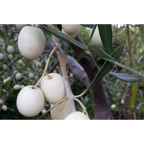 Pianta Di Ulivo Leucocarpa (Olive Bianche) Certificata Foto Reali 1 Pianta Di Ulivo Leucocarpa (Olive Bianche) Certificata Foto Reali