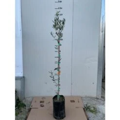 Pianta Di Ulivo Leucocarpa (Olive Bianche) Certificata Foto Reali 5 Pianta Di Ulivo Leucocarpa (Olive Bianche) Certificata Foto Reali -Vendite VIDAXL 27363152 3