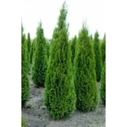 Tuia Smeraldo "Thuja Occidentalis Smaragd" Pianta In Vaso 17 Cm H. 40/70 Cm -Vendite VIDAXL 27386114 3