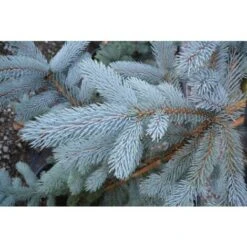 Abete Argentato Pino Blu "Picea Pungens Glauca" Pianta In Vaso 18 Cm H. 50/60 Cm -Vendite VIDAXL 27435236 3