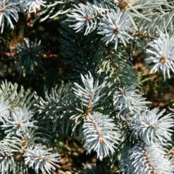 Abete Argentato Pino Blu "Picea Pungens Glauca" Pianta In Vaso 18 Cm H. 50/60 Cm -Vendite VIDAXL 27435236 4