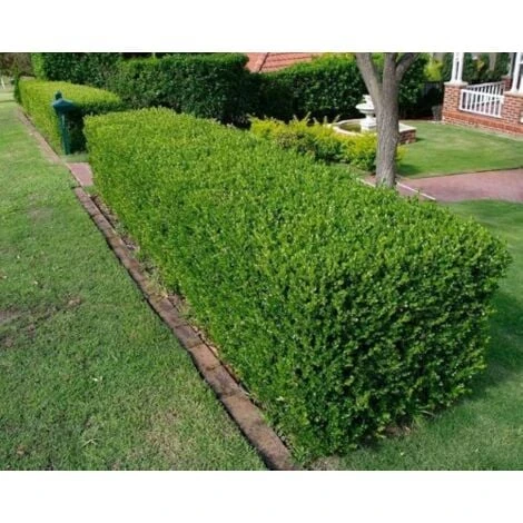 Bosso "Buxus Microphylla Faulkner" 12 Piante Da Siepe In Vaso 9 Cm 4 Bosso "Buxus Microphylla Faulkner" 12 Piante Da Siepe In Vaso 9 Cm - immagine 4