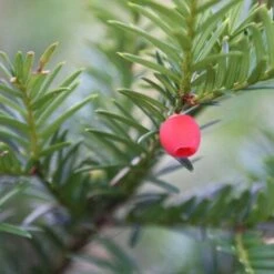 Tasso Comune "Taxus Baccata" Pianta In Vaso 18 Cm H. 50/60 Cm